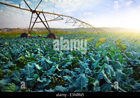 Rural agriculture field with cabbage culture and modern irrigation system. Stock Photo