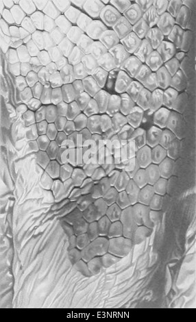 Lepidoteuthis grimaldii scales Stock Photo