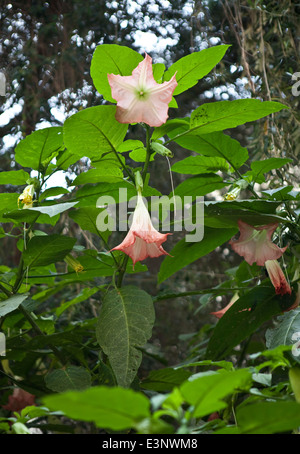 Brugmansia arborea;Datura arborea; Stock Photo