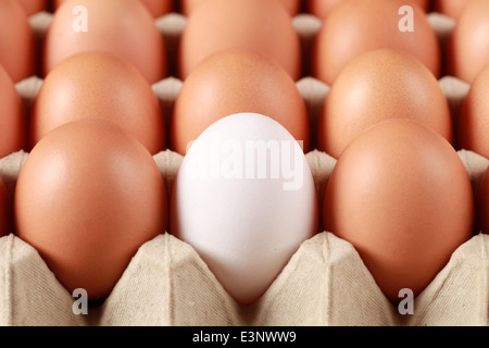 One white egg surrounded by brown eggs in a box. Selective focus on the white egg. Stock Photo
