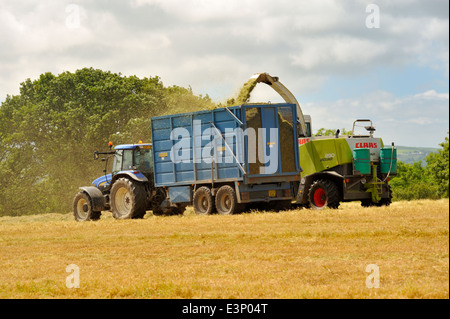 Tractor pulled trailer being filled by cut grass for silage making by forage harvester Stock Photo