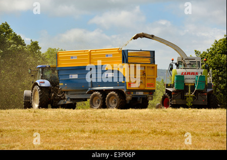 Tractor pulled trailer being filled by cut grass for silage making by forage harvester Stock Photo