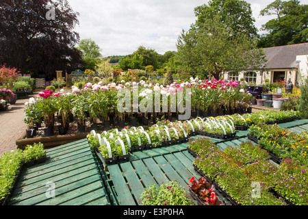 Beetham Nurseries garden centre Stock Photo