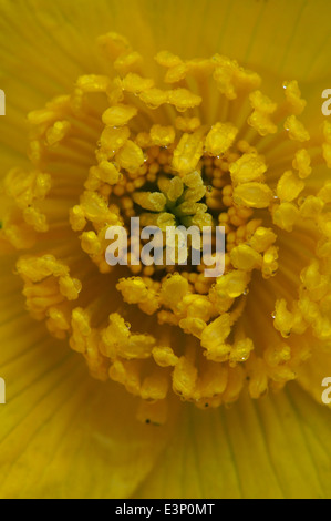 Marsh marigold close up Stock Photo