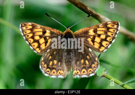 Duke of Burgundy fritillary butterfly Stock Photo