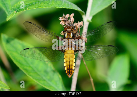 Female broad-bodied chaser dragonfly at rest. Stock Photo