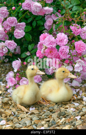 A brood of Muscovy Ducklings at a week old in rose garden Stock Photo