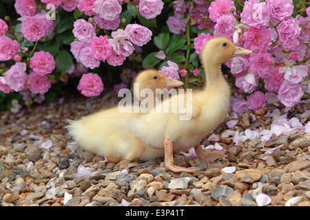 A brood of Muscovy Ducklings at a week old in rose garden Stock Photo