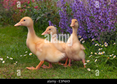 A brood of Muscovy ducklings at one week old in garden setting Stock Photo