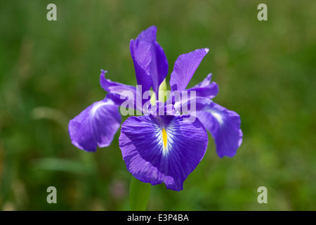 Purple Iris Sibirica growing in a meadow. Stock Photo