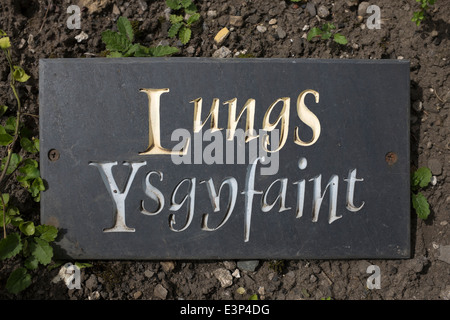Lungs Section of Medicinal Herbs and Plants in The Physic Garden in Cowbridge South Wales Stock Photo