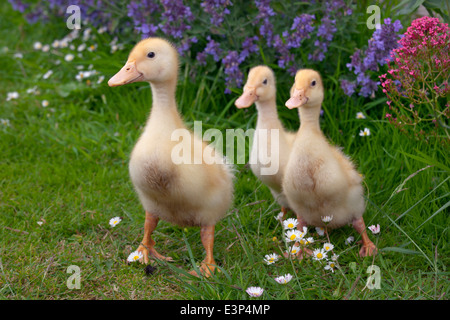 A brood of Muscovy ducklings at one week old in garden setting Stock Photo