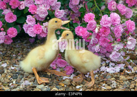 A brood of Muscovy Ducklings at a week old in rose garden Stock Photo