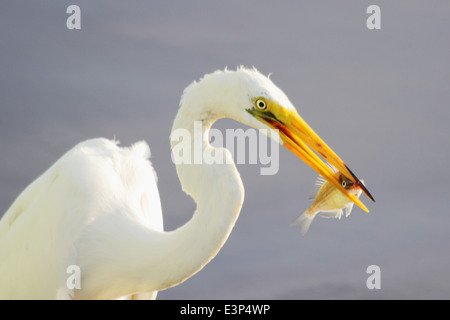 A Great Egret (Ardea alba) feeds on a fish in a coastal wetland. Stock Photo