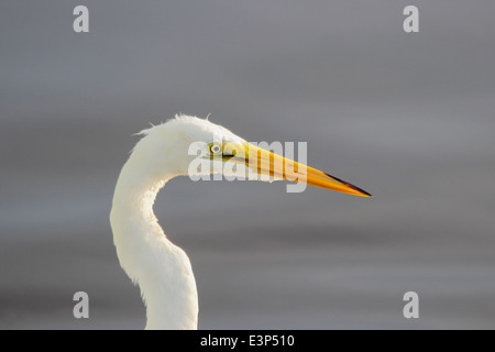 Profile view of a Great Egret (Ardea alba). Stock Photo