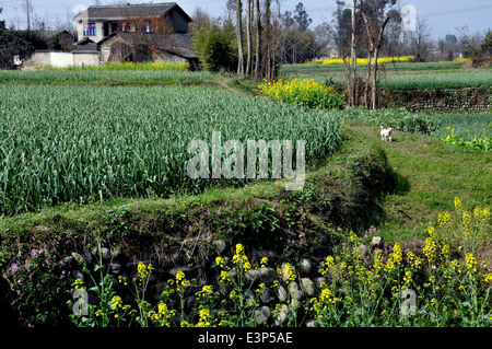 Pengzhou, China: Large fields of green garlic plants and yellow Rapeseed oil flowers on a Sichuan Province farm
