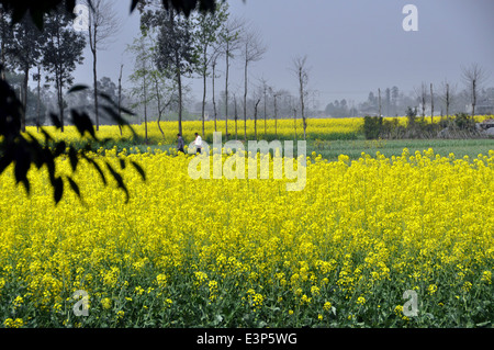 PENGZHOU, CHINA: Fields of yellow Rapeseed oil flowers on a Sichuan Province farm