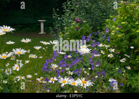 Ox-eye Daisies Leucanthemum vulgare and Himalayan Cranesbill in garden Stock Photo