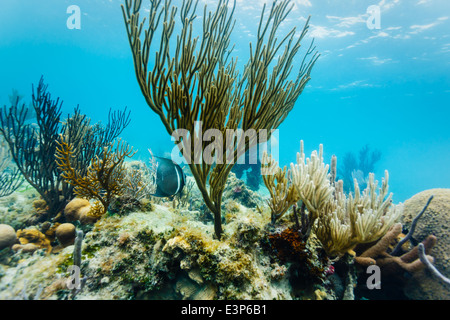 Underwater close up view of marine life and coral formations on Coral reef off eastern coast of Belize Stock Photo
