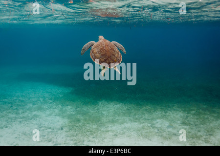 Pretty back of a green sea turtle swimming along coral reef sea bed in Caribbean Stock Photo
