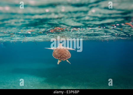 green sea turtle, Chelonia mydas,  swimming toward surface along coral reef sea bed in Caribbean Stock Photo