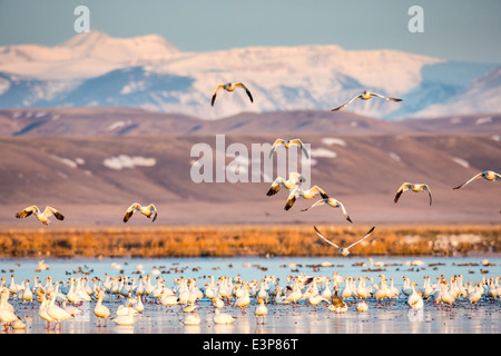 Snow geese take off from pond at Freezeout Lake WMA near Fairfield, Montana, USA Stock Photo