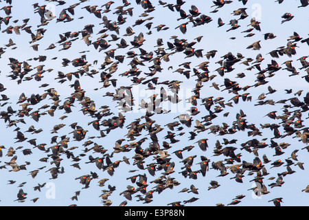 large flocks of blackbirds