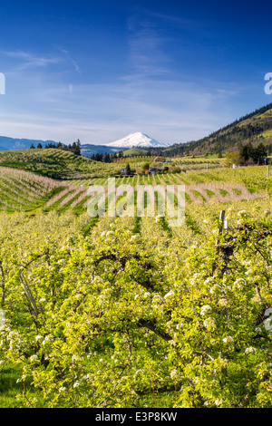 Pear orchards bloom in spring with Mount Adams in the background near Hood River, Oregon, USA Stock Photo
