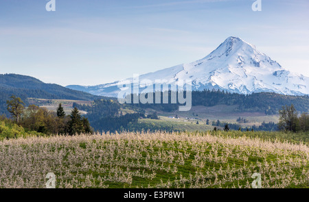 Apple orchard with Mount Hood in bloom near Hood River, Oregon, USA Stock Photo