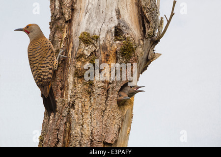 USA, Washington State. Male Northern Flicker (Colaptes auratus) at nest, with chicks in nest hole. Kirkland, WA. Stock Photo