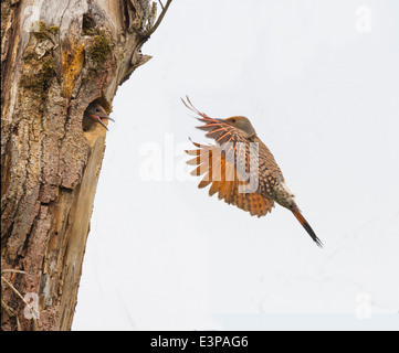 USA, Washington State. Male Northern Flicker (Colaptes auratus) flies to nest in Kirkland, WA. Stock Photo