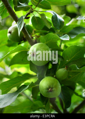 In the orchard, apples ripen on the tree branch Stock Photo - Alamy