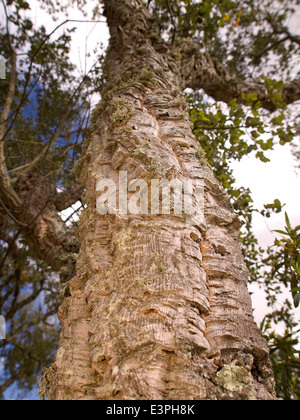 Vertical portrait of Cork Oak tree, Quercus suber, in full leaf with the bark. Extremadura.Spain. Stock Photo