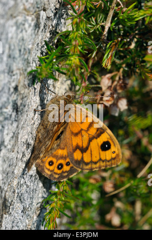 Wall Brown Butterfly - Lasiommata megera Resting on Granite Rock Stock Photo