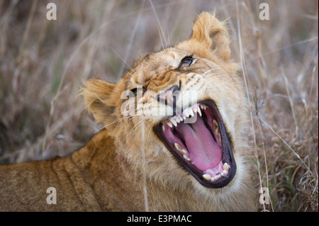 Lion cub yawning (Panthero leo), Sabi Sand Game Reserve, South Africa Stock Photo