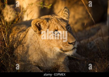 Lion cub (Panthero leo), Sabi Sand Game Reserve, South Africa Stock Photo