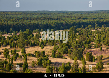 Scenic view from the Wilseder Berg over the flowering heath. Lueneburg Heath, Lower Saxony, Germany Stock Photo