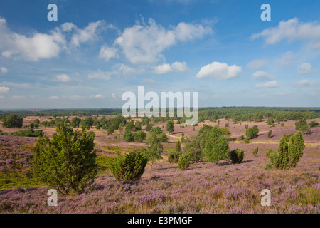 Scenic view from the Wilseder Berg over the flowering heath. Lueneburg Heath, Lower Saxony, Germany Stock Photo