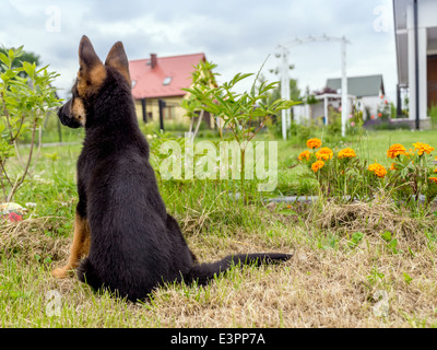 German shepherd puppy charging outside in the house backyard Stock Photo