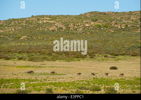 Black wildebeest, Connochaetes gnou, Bushmans Kloof Wilderness Reserve, South Africa Stock Photo