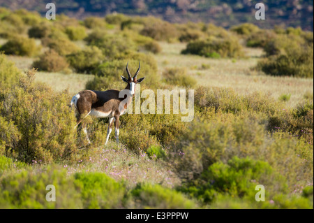 Bontebok, Damaliscus pygargus pygarus, Bushmans Kloof Wilderness Reserve, South Africa Stock Photo