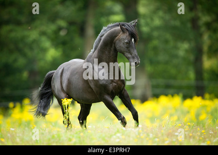 Anglo-Arabian Anglo-Arab Black stallion galloping pasture Germany Stock Photo