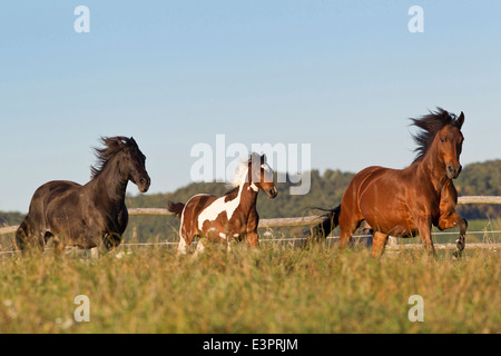 Paso Fino Two mares skewbald foal galloping pasture Germany Stock Photo