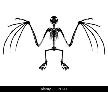 Bat skeleton Stock Photo