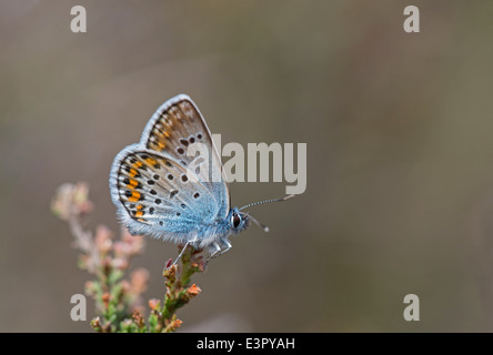 Silver-studded blue (Plebejus argus). Underside of male, sitting on heather. Stock Photo