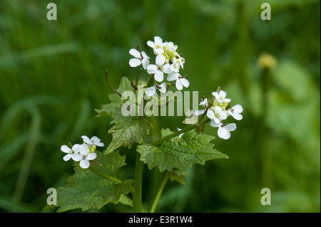 Garlic mustard or jack-by-the-hedge, Alliara petiolata, flowering Stock Photo