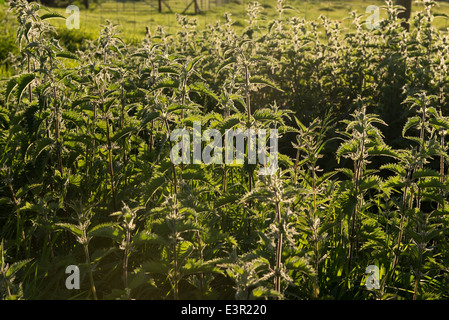 Flowering patch of stinging nettles, Urtica dioica, in evening light Stock Photo