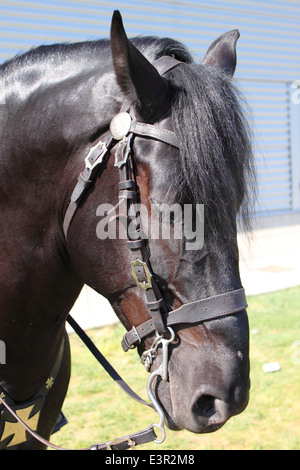 Portrait of a black frisian horse Stock Photo
