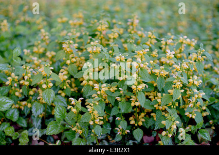 Yellow archangel Lamiastrum galeobdolon blooming Stock Photo