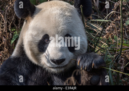 Portrait of a Giant panda with a bamboo stalk in its mouth, Bifeng Xia, Sichuan Province, China Stock Photo